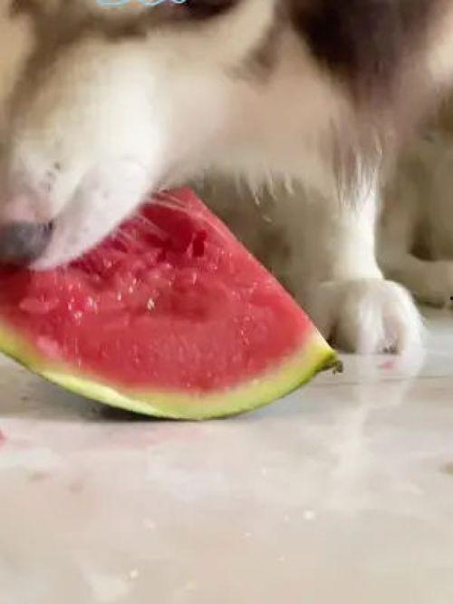 网红吃瓜狗子图片高清大图,高清大图带你领略萌宠魅力 第2张 网红吃瓜狗子图片高清大图,高清大图带你领略萌宠魅力 第2张